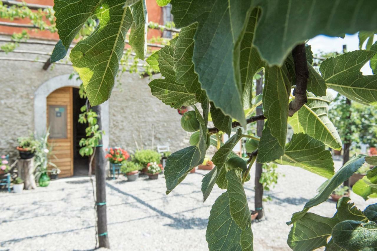 B&B Rifugio Tra Gli Ulivi カンパーニャ エクステリア 写真